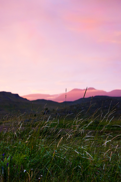 The image features a field of grass with mountains in the background. The sky is pink and there are some clouds in the distance.