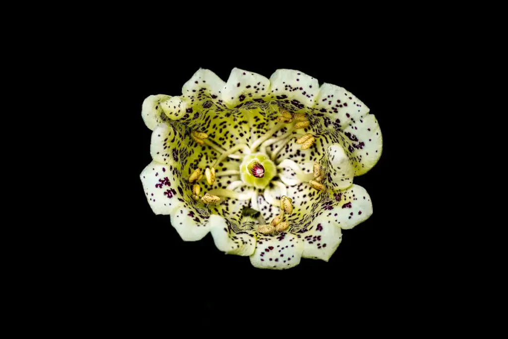Macro photo of a Foxglove with black background