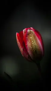 Tulip and water
