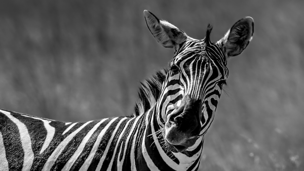 A black and white close-up portrait of a zebra that is very curious and looks straight into the camera.