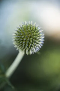 A botanical photograph of Echinops bannaticus 'Blue Globe', showing its striking blue, spiky flower head and the plant's robust, textured leaves.