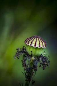A close-up of a poppy seed pod, showcasing its unique crown-like top with delicate maroon stripes and fine textures, set against a blurred green background.