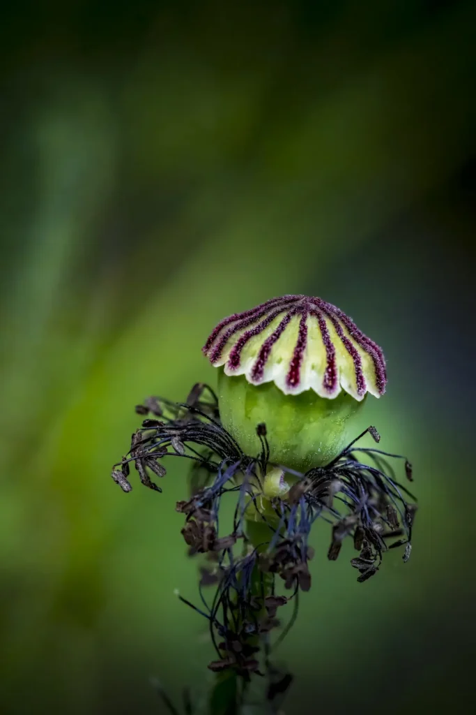 A close-up of a poppy seed pod, showcasing its unique crown-like top with delicate maroon stripes and fine textures, set against a blurred green background.