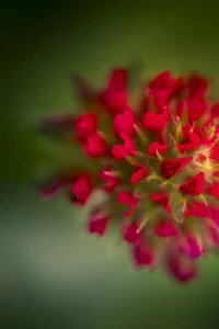 A close-up of a vibrant Incarnaatklaver (Crimson Clover) flower. The image showcases its vivid red petals and intricate, spiky details against a blurred green background, highlighting the flower's rich color and unique texture.