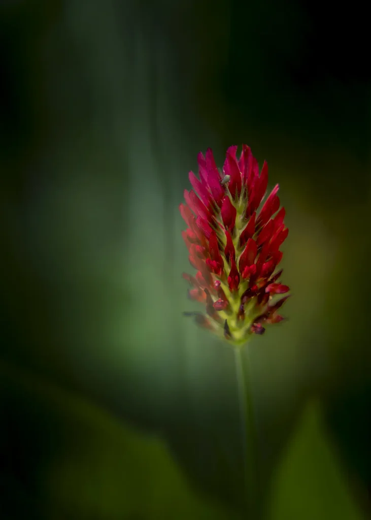 Capturing the delicate beauty of a blooming clover nestled in lush green grass, a perfect reminder of nature's simple wonders.