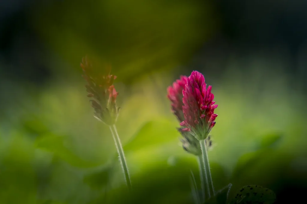 A close-up of Incarnaatklaver, highlighting its striking red flower spikes and delicate, clover-like leaves.