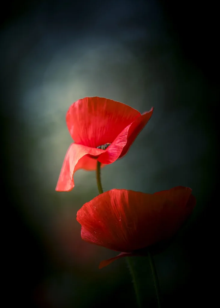 Two blooming puppy flowers with striking colorful petals, standing tall amid a dark background of foliage