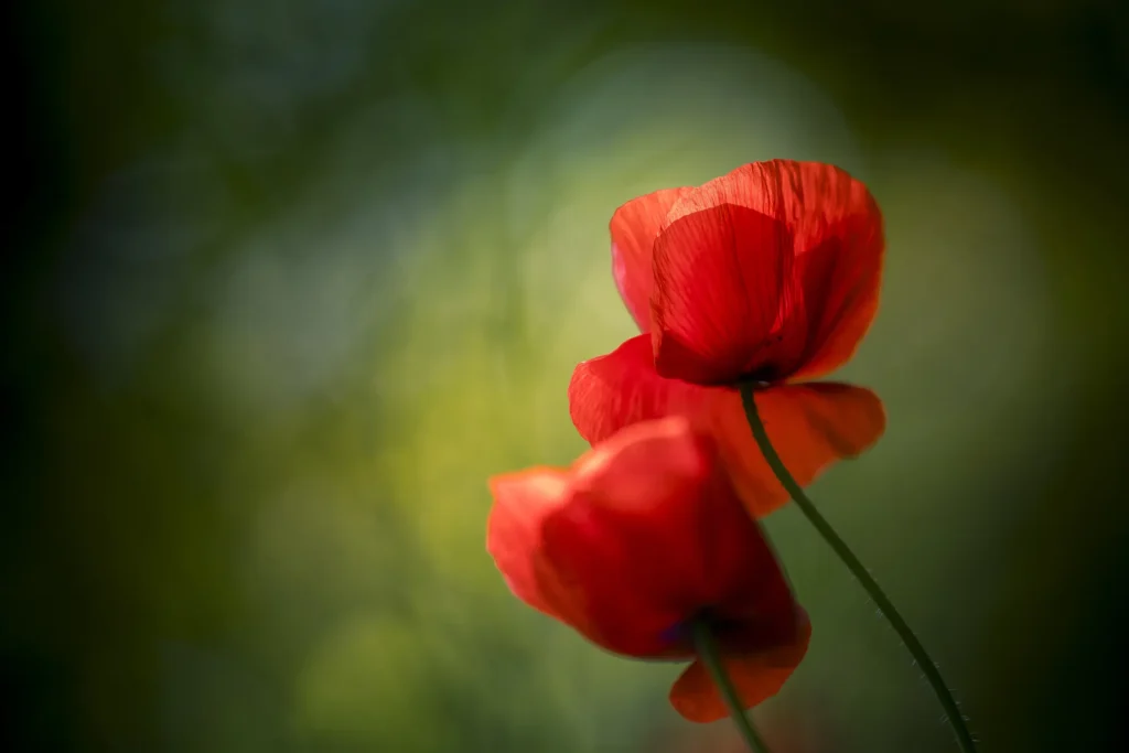 A pair of blooming puppy flowers, showcasing their radiant petals and contrasting green leaves.