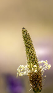 A close-up image of narrowleaf plantain (Plantago lanceolata) showing its narrow, ribbed leaves and distinctive flower spike.